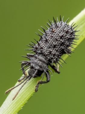 Black Spiny Leaf Beetle (Rhadinosa fleutiauxi). Image credit: Marco Chan